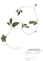 藏品(絞股藍)的圖片